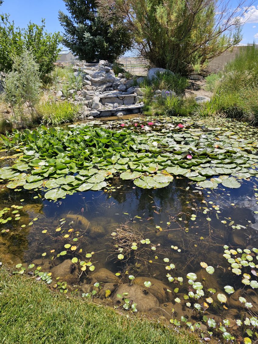 Koi Pond