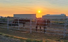 Sunset and Horses